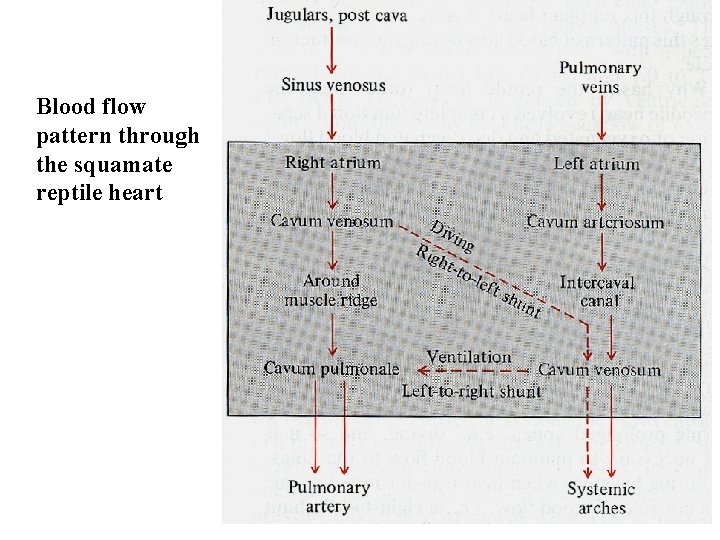 Blood flow pattern through the squamate reptile heart 