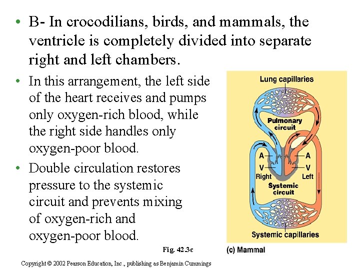  • B- In crocodilians, birds, and mammals, the ventricle is completely divided into