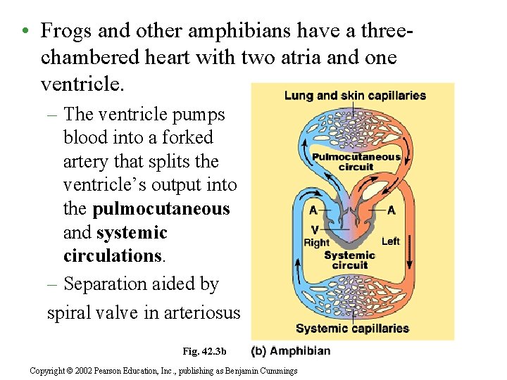  • Frogs and other amphibians have a threechambered heart with two atria and
