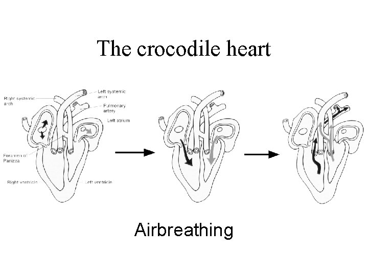 The crocodile heart Airbreathing 