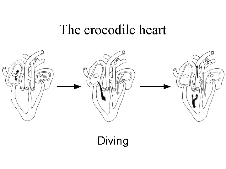 The crocodile heart Diving 