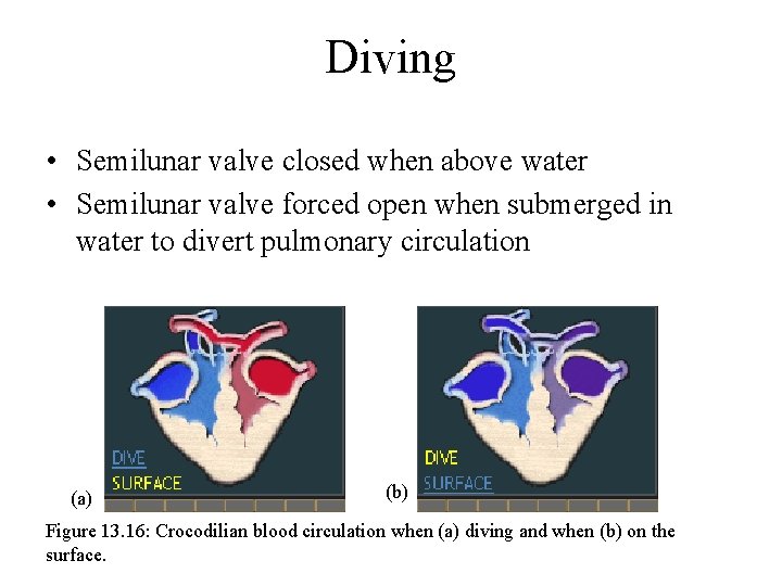 Diving • Semilunar valve closed when above water • Semilunar valve forced open when