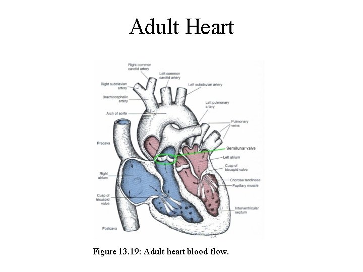 Adult Heart Figure 13. 19: Adult heart blood flow. 