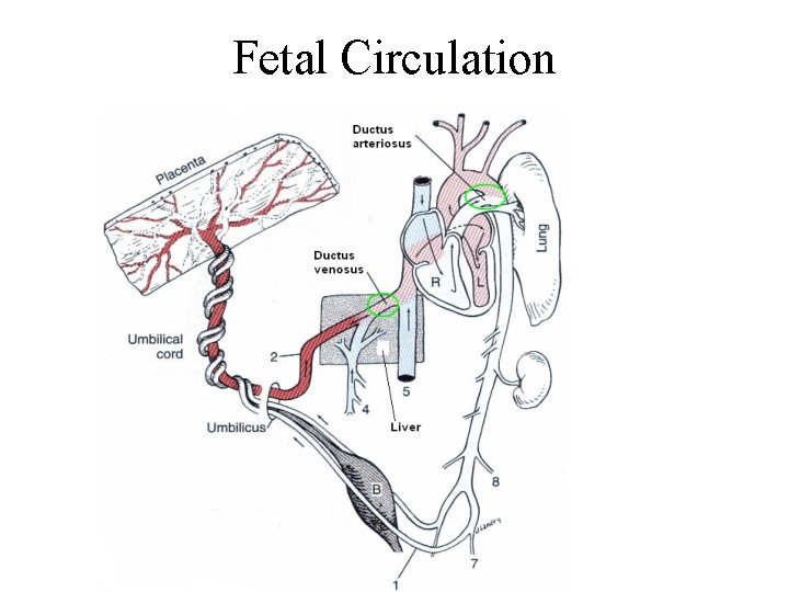Fetal Circulation 