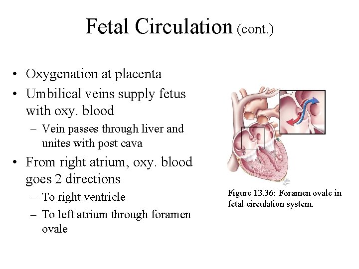 Fetal Circulation (cont. ) • Oxygenation at placenta • Umbilical veins supply fetus with