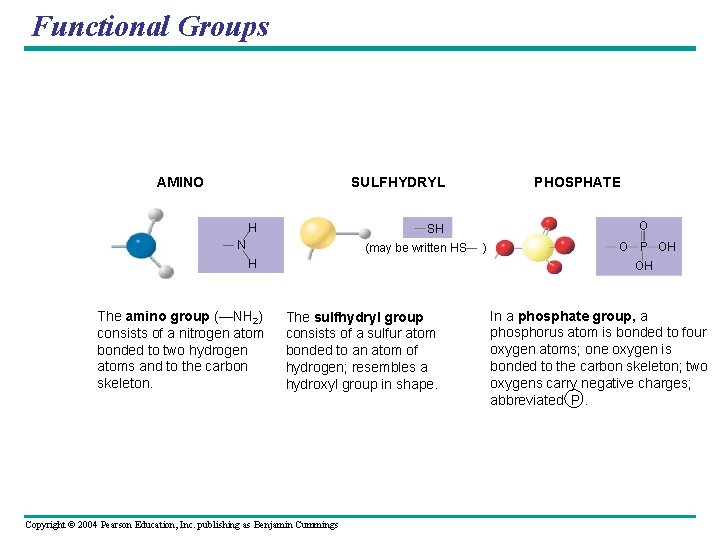 Functional Groups AMINO SULFHYDRYL H O SH N (may be written HS H The