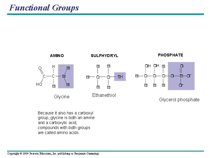Functional Groups H O C H � PHOSPHATE SULFHYDRYL AMINO H � N �
