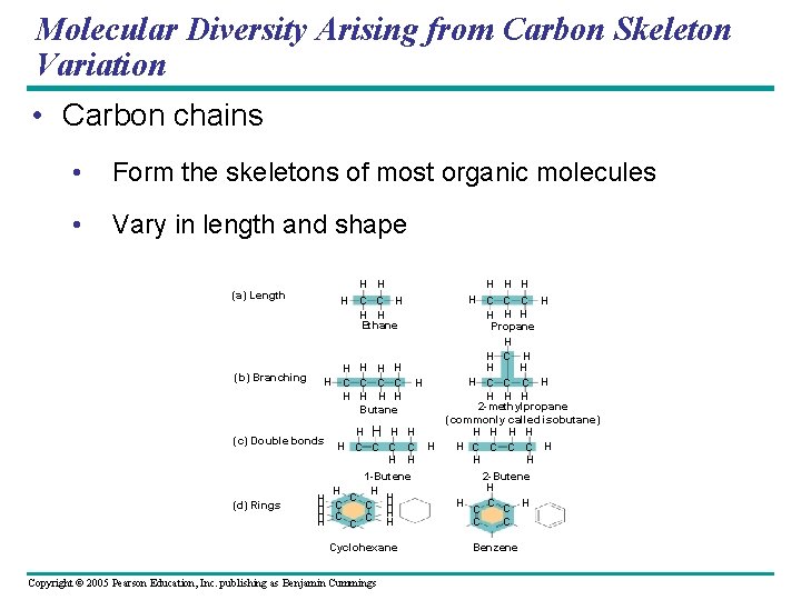 Molecular Diversity Arising from Carbon Skeleton Variation • Carbon chains • Form the skeletons