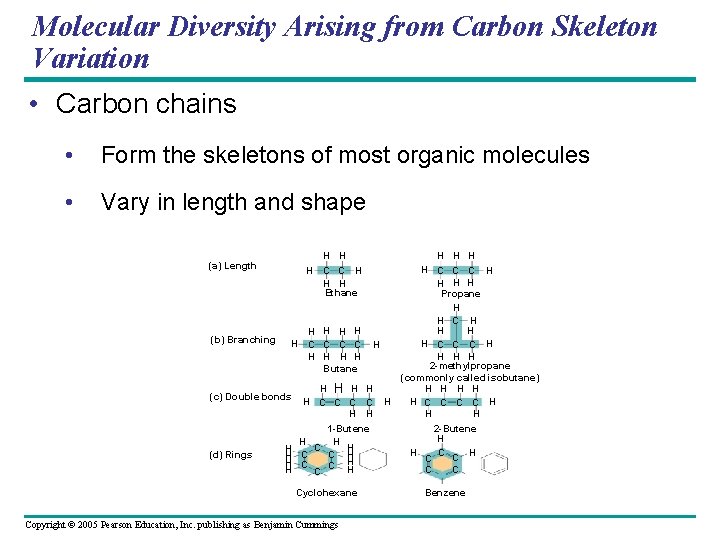 Molecular Diversity Arising from Carbon Skeleton Variation • Carbon chains • Form the skeletons Molecular Diversity Arising from Carbon Skeleton Variation • Carbon chains • Form the skeletons