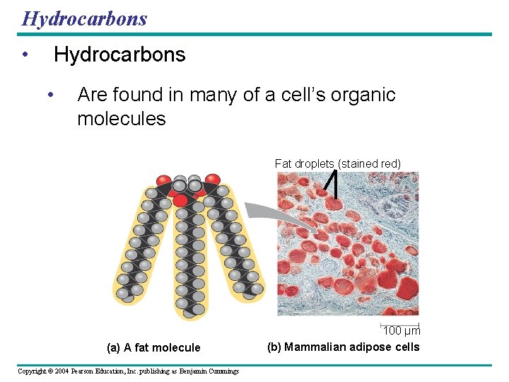 Hydrocarbons • Hydrocarbons • Are found in many of a cell’s organic molecules Fat Hydrocarbons • Hydrocarbons • Are found in many of a cell’s organic molecules Fat