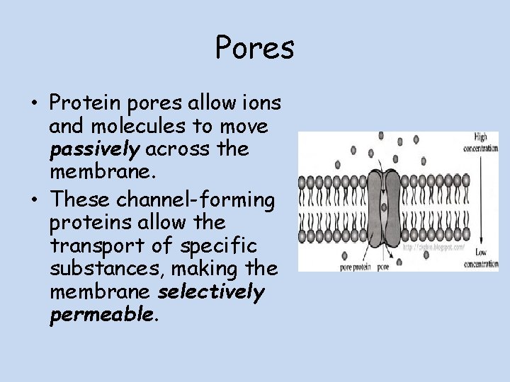 Pores • Protein pores allow ions and molecules to move passively across the membrane.