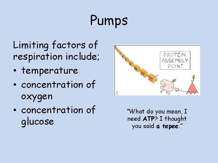 Pumps Limiting factors of respiration include; • temperature • concentration of oxygen • concentration