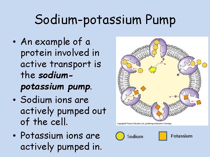 Sodium-potassium Pump • An example of a protein involved in active transport is the