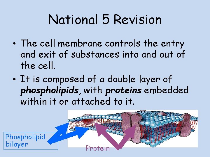 National 5 Revision • The cell membrane controls the entry and exit of substances