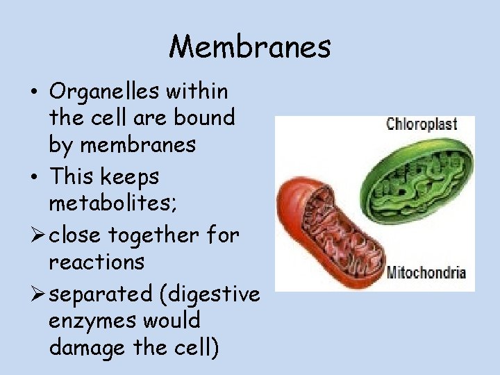 Membranes • Organelles within the cell are bound by membranes • This keeps metabolites;