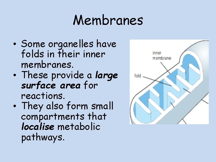 Membranes • Some organelles have folds in their inner membranes. • These provide a