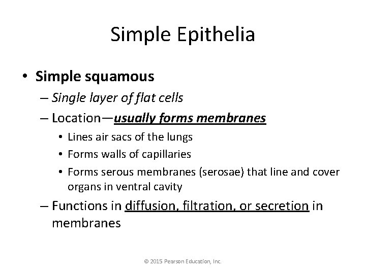 Simple Epithelia • Simple squamous – Single layer of flat cells – Location—usually forms