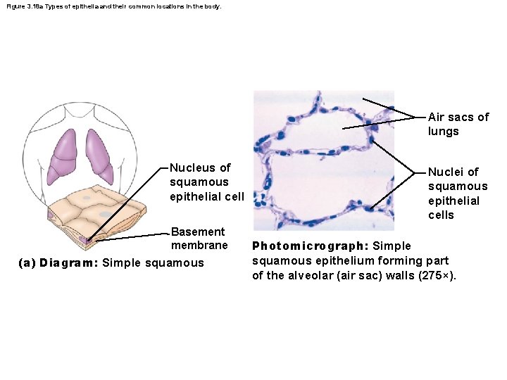 Figure 3. 18 a Types of epithelia and their common locations in the body.