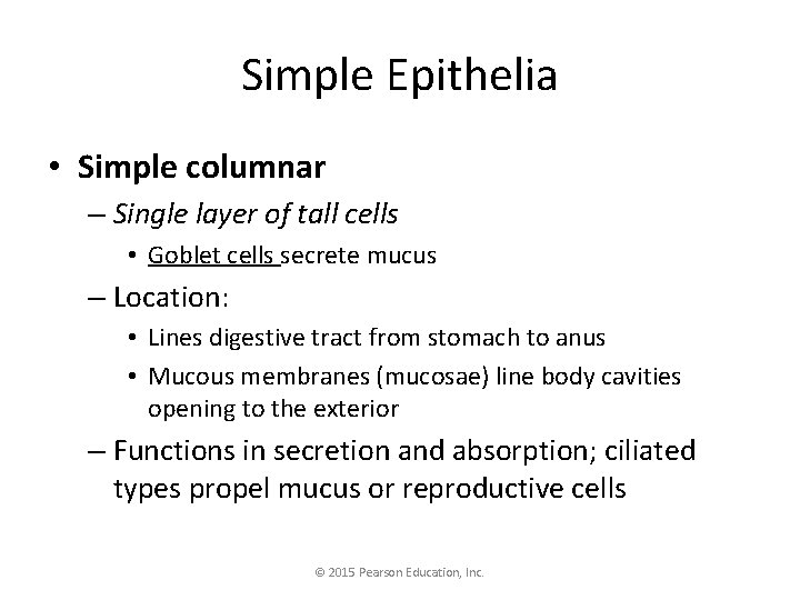 Simple Epithelia • Simple columnar – Single layer of tall cells • Goblet cells