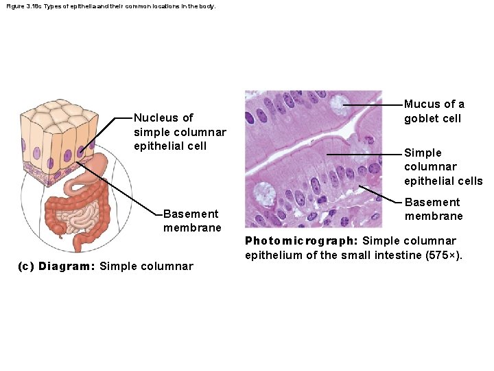 Figure 3. 18 c Types of epithelia and their common locations in the body.