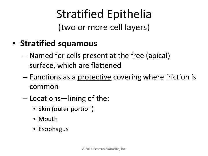 Stratified Epithelia (two or more cell layers) • Stratified squamous – Named for cells