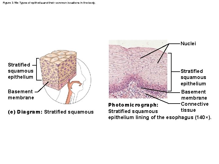 Figure 3. 18 e Types of epithelia and their common locations in the body.