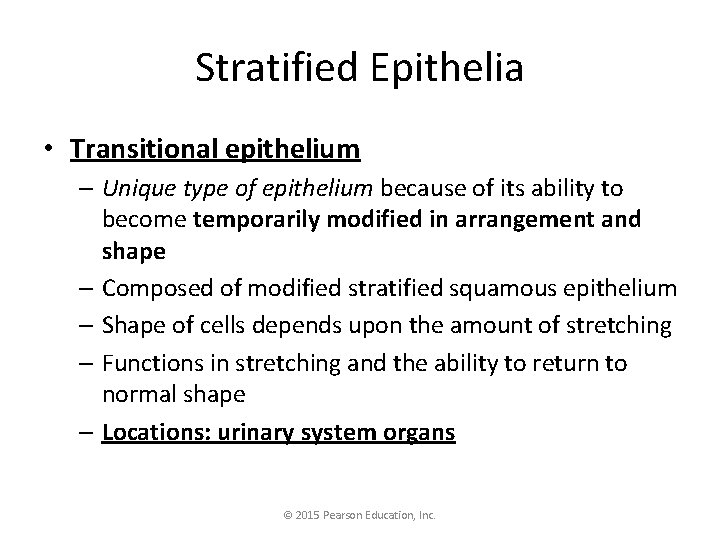 Stratified Epithelia • Transitional epithelium – Unique type of epithelium because of its ability