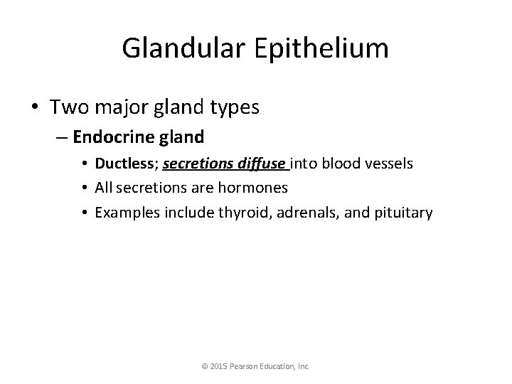 Glandular Epithelium • Two major gland types – Endocrine gland • Ductless; secretions diffuse