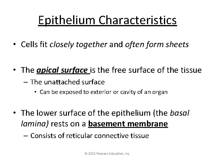 Epithelium Characteristics • Cells fit closely together and often form sheets • The apical