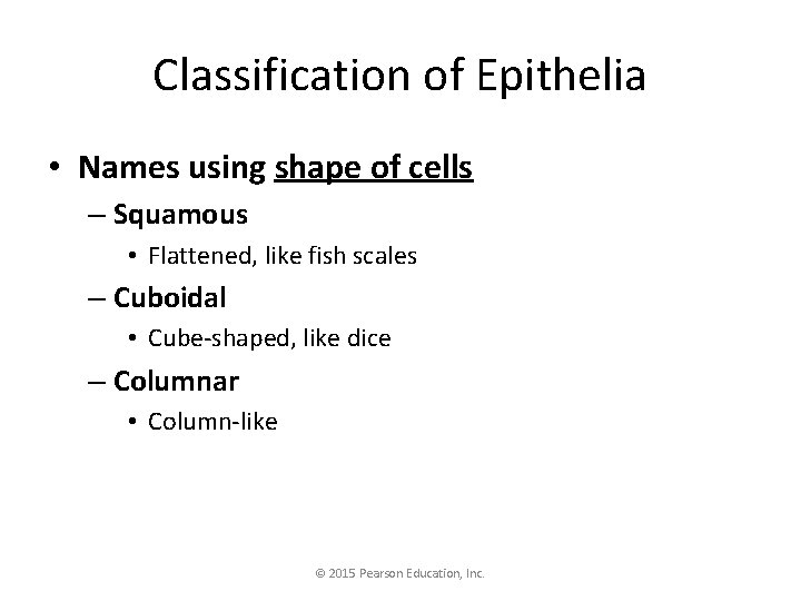 Classification of Epithelia • Names using shape of cells – Squamous • Flattened, like