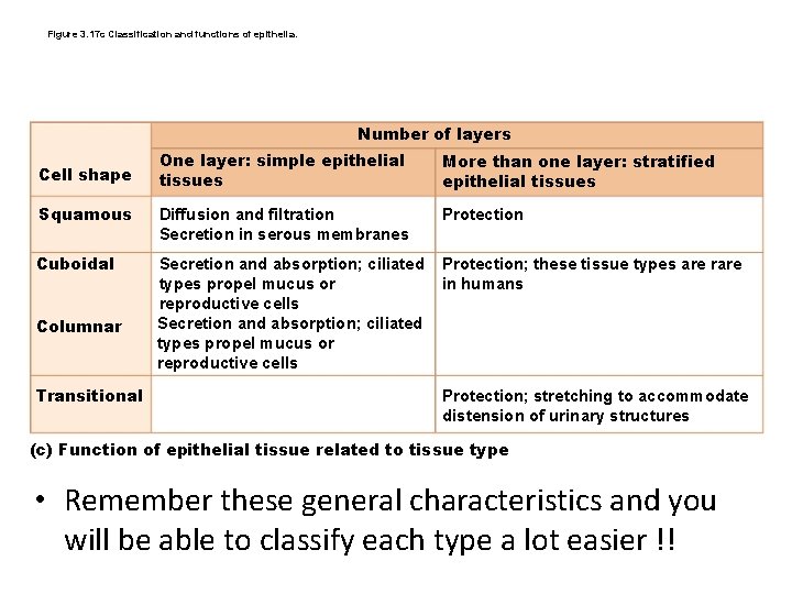 Figure 3. 17 c Classification and functions of epithelia. Number of layers One layer: