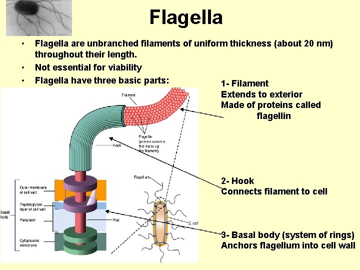 Flagella • • • Flagella are unbranched filaments of uniform thickness (about 20 nm)