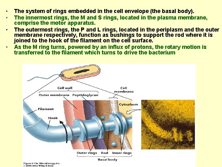  • • The system of rings embedded in the cell envelope (the basal