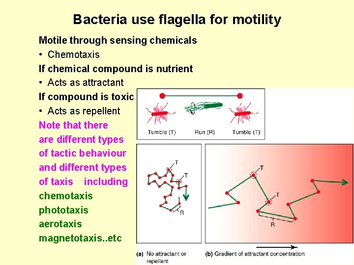 Bacteria use flagella for motility Motile through sensing chemicals • Chemotaxis If chemical compound