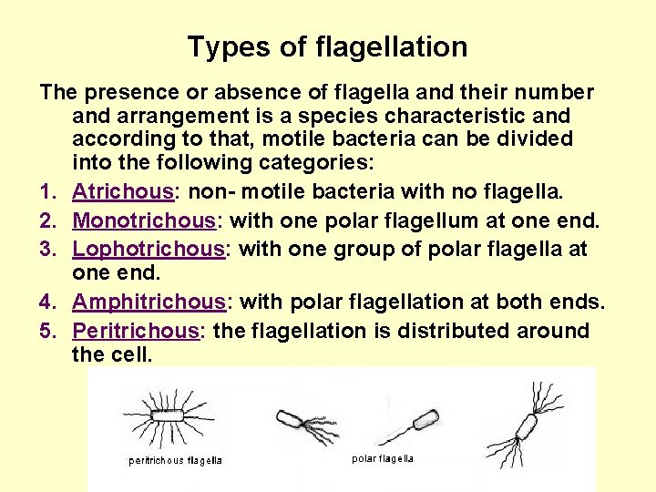 Types of flagellation The presence or absence of flagella and their number and arrangement