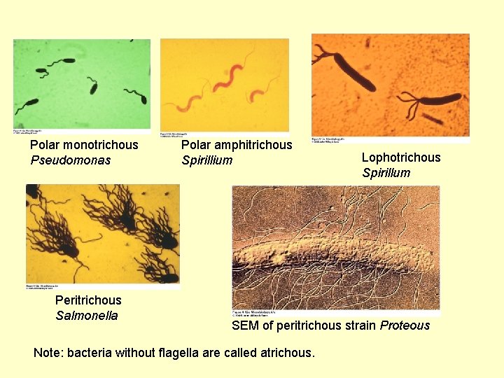 Polar monotrichous Pseudomonas Peritrichous Salmonella Polar amphitrichous Spirillium Lophotrichous Spirillum SEM of peritrichous strain