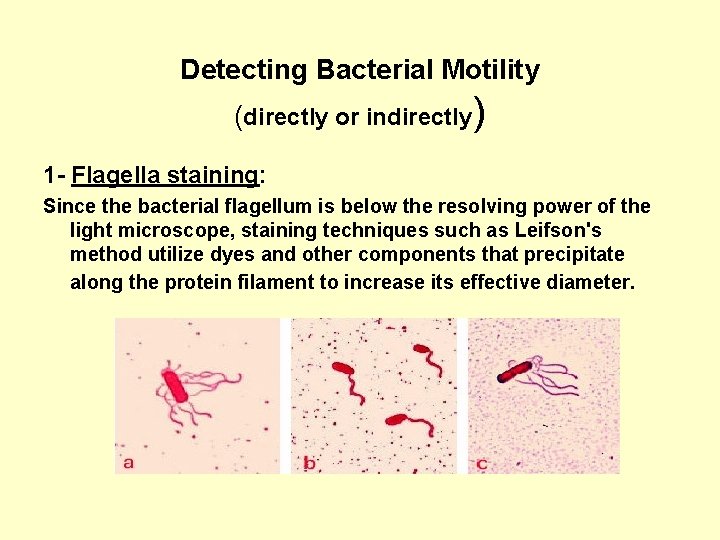 Detecting Bacterial Motility (directly or indirectly) 1 - Flagella staining: Since the bacterial flagellum