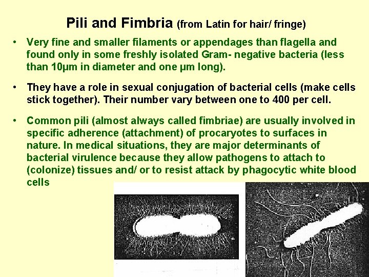 Pili and Fimbria (from Latin for hair/ fringe) • Very fine and smaller filaments