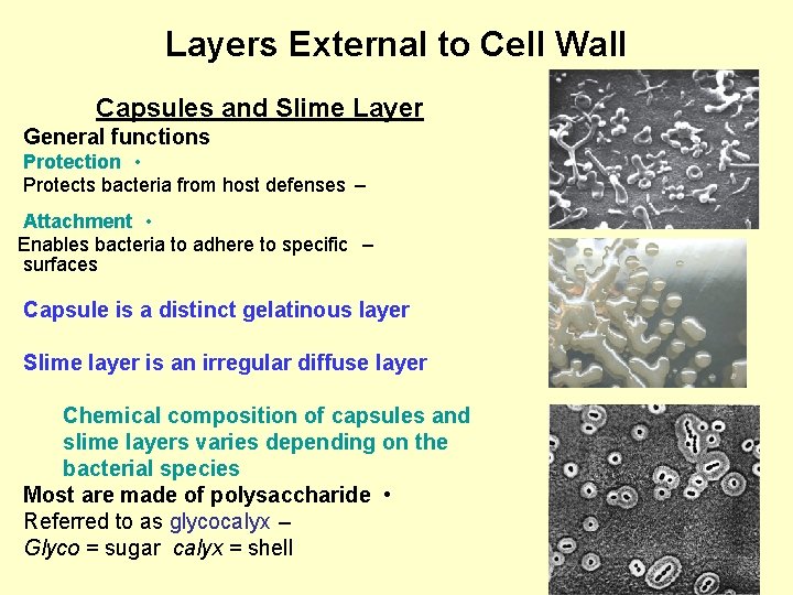 Layers External to Cell Wall Capsules and Slime Layer General functions Protection • Protects