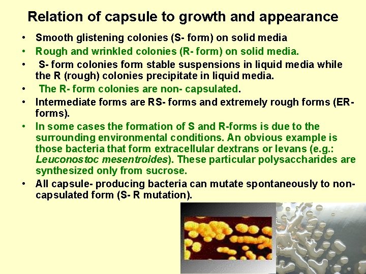 Relation of capsule to growth and appearance • Smooth glistening colonies (S- form) on
