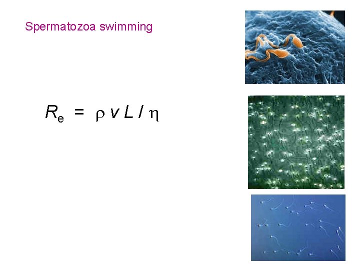 Spermatozoa swimming Re = v L / 