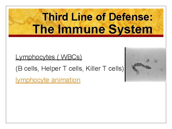 Third Line of Defense: The Immune System Lymphocytes ( WBCs) (B cells, Helper T