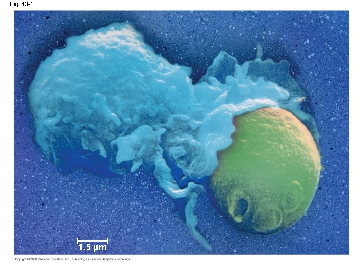 Fig. 43 -1 1. 5 µm 