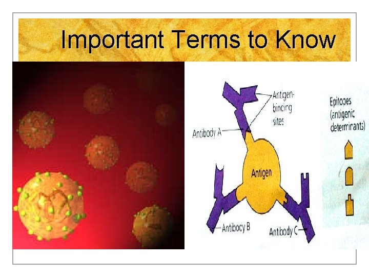 Important Terms to Know 