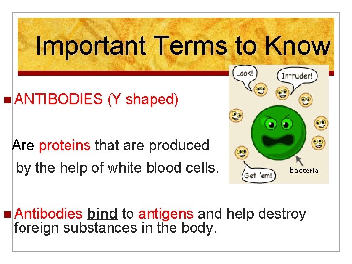 Important Terms to Know n ANTIBODIES (Y shaped) Are proteins that are produced by