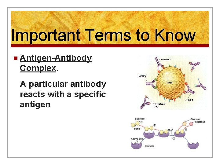 Important Terms to Know n Antigen-Antibody Complex. A particular antibody reacts with a specific
