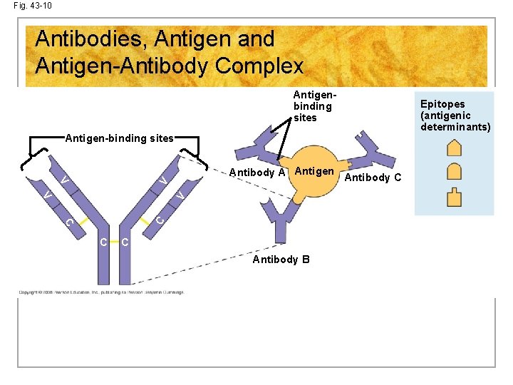 Fig. 43 -10 Antibodies, Antigen and Antigen-Antibody Complex Antigenbinding sites Antigen-binding sites V V