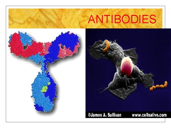 ANTIBODIES 
