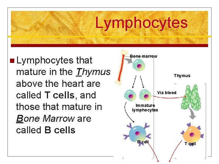 Lymphocytes n Lymphocytes that mature in the Thymus above the heart are called T