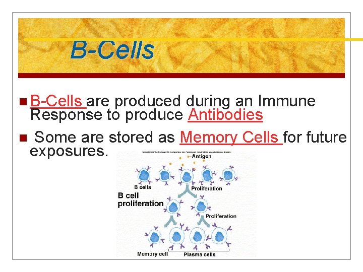 B-Cells n B-Cells are produced during an Immune Response to produce Antibodies n Some